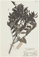 藏品(磨紫樹)的圖片